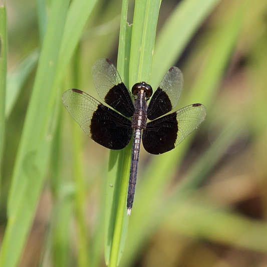 J01_1485 Neurothemis tullia male.JPG